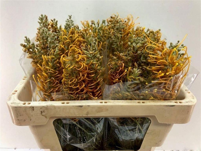 <h4>Grevillea Honey Gem</h4>