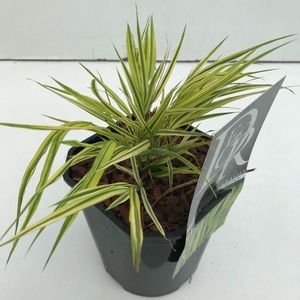 Hakonechloa macra Aureola