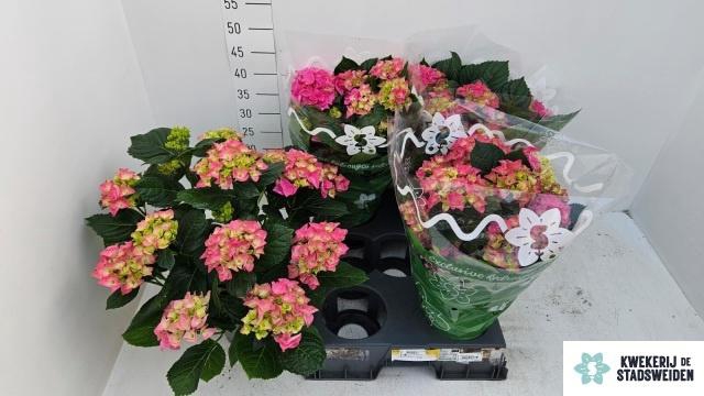 <h4>HYDR M EARLY ROSA</h4>