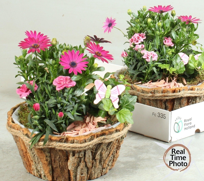 <h4>ARR TUINPLANTEN</h4>