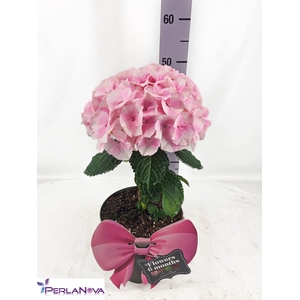 Hydrangea mac. 'Fusion'