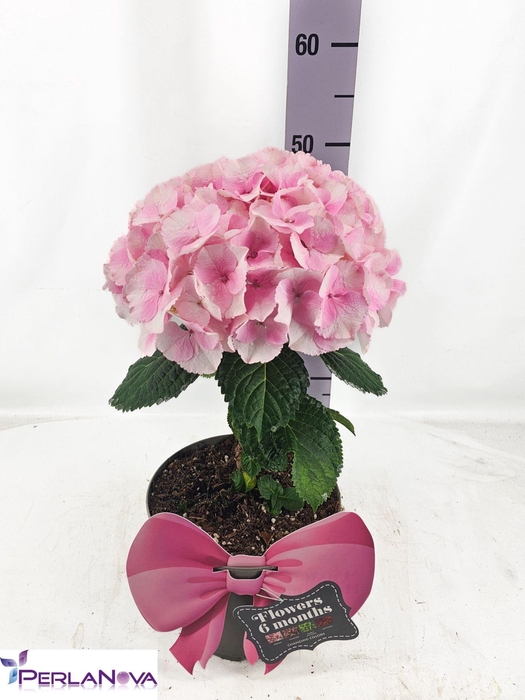 <h4>Hydrangea mac. 'Fusion'</h4>