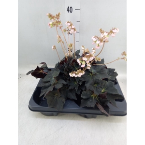 Begonia BD   ...