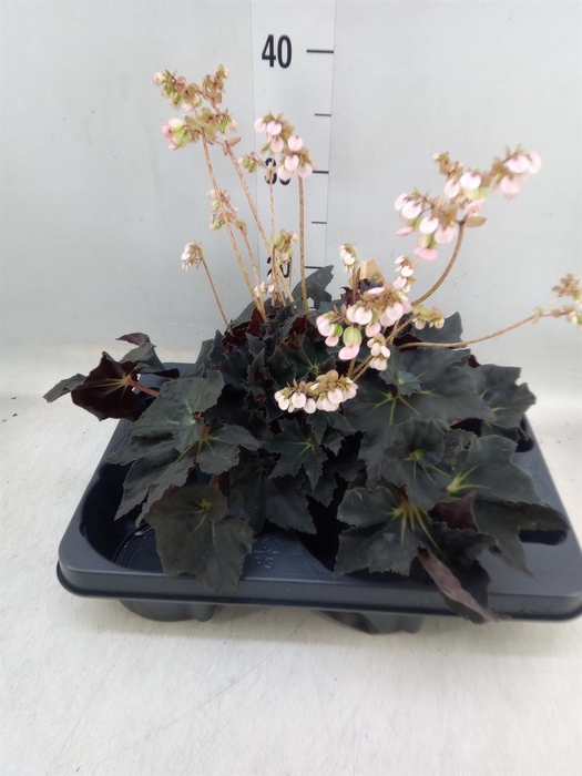 <h4>Begonia BD ...</h4>