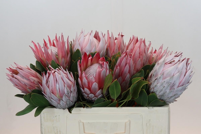 <h4>Protea Cynaroides</h4>