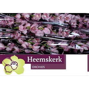 Cymb T Pink Briljant