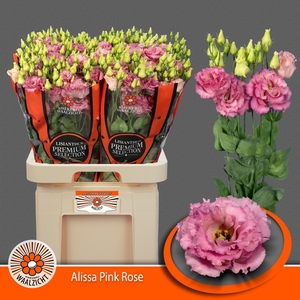 Eus G Alissa Rose Pi
