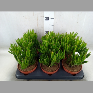 Crassula ovata 'Hobbit'