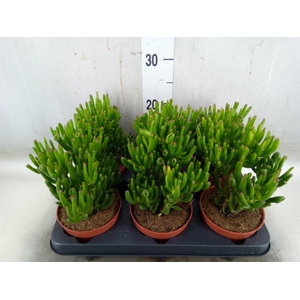 Crassula ovata 'Hobbit'