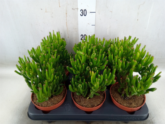 <h4>Crassula ovata 'Hobbit'</h4>