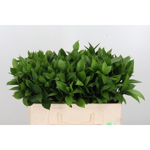 Ruscus
