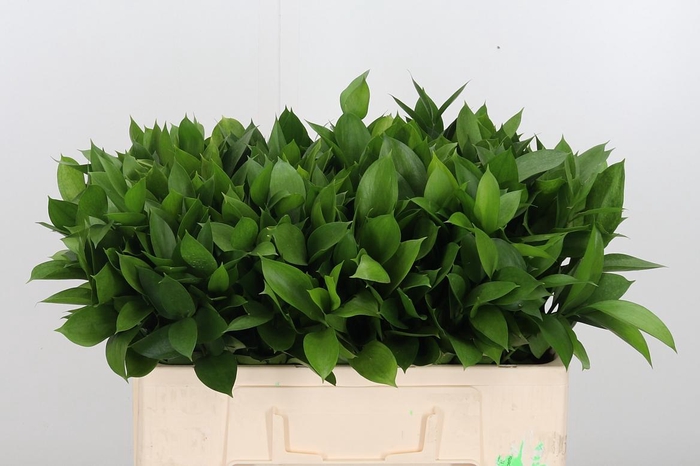 <h4>Ruscus</h4>