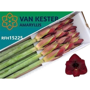 Hipp Ga Night Fever X12