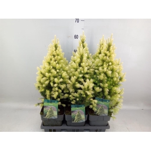 Picea glauca