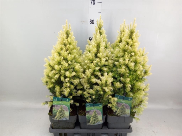 <h4>Picea glauca</h4>