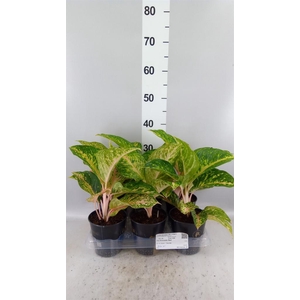 Aglaonema KB   ...