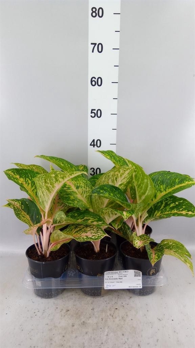 Aglaonema KB   ...