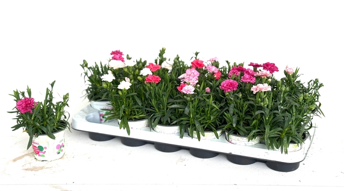 <h4>DIAN GEMENGD</h4>