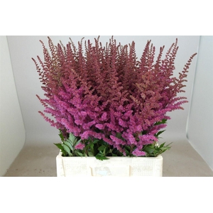 Astilbe Maggie Daley