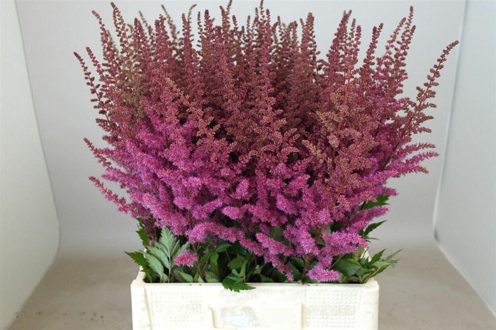 <h4>Astilbe Maggie Daley</h4>