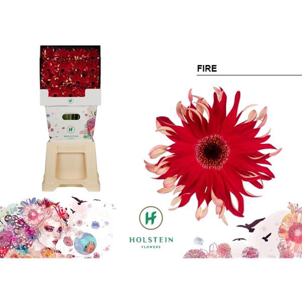 <h4>Ge Gr Pasta Fire Diamond Holstein</h4>