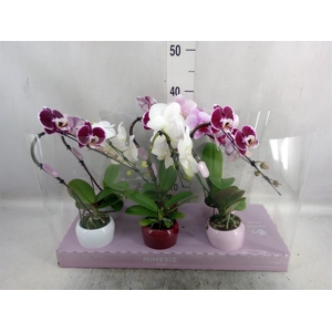 Phalaenopsis   ...mix