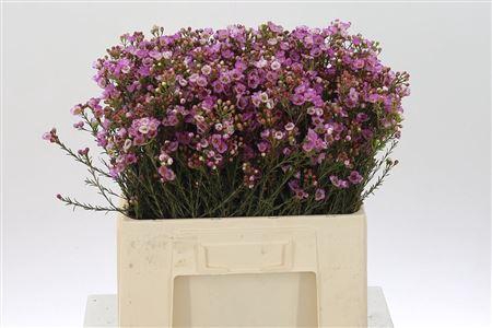 <h4>Chamelauc Adi Pink</h4>