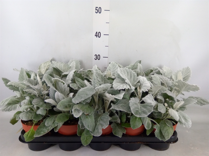 <h4>Jacobaea maritima</h4>