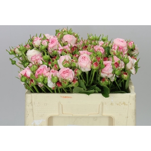 Rosa Tr Freiland Lollypop Summer