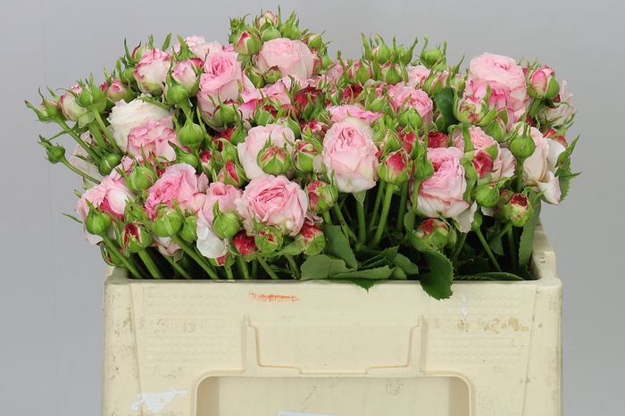 <h4>Rosa Tr Freiland Lollypop Summer</h4>