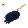Pampas Grass 70cm 10st/bunch Black