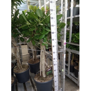 Ficus benghalensis 'Audrey'