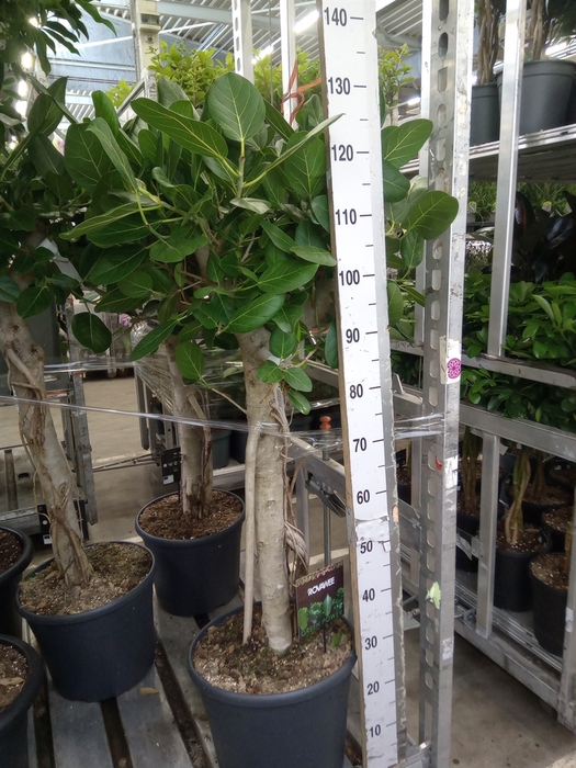 <h4>Ficus benghalensis 'Audrey'</h4>