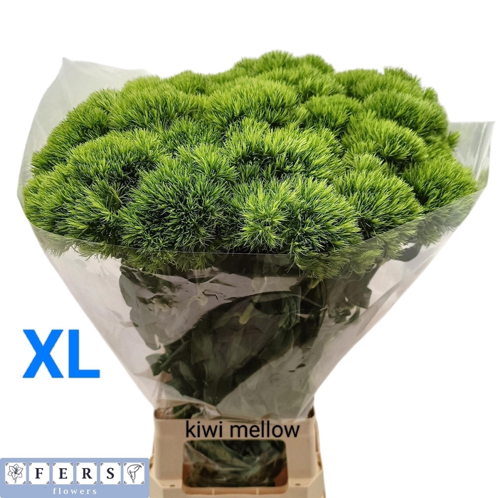 Dianthus Br Kiwi Mellow