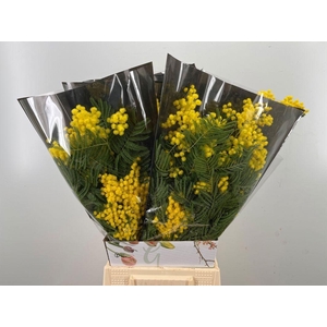 ACACIA BAILEYA BL BS