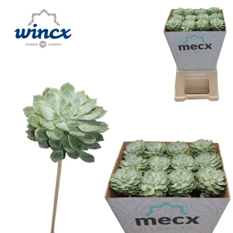 <h4>Echeveria Derenbergii Blue (mecx Flowers) Mecx-emm</h4>