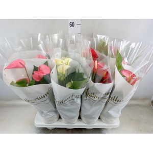 Anthurium   ...mix 4