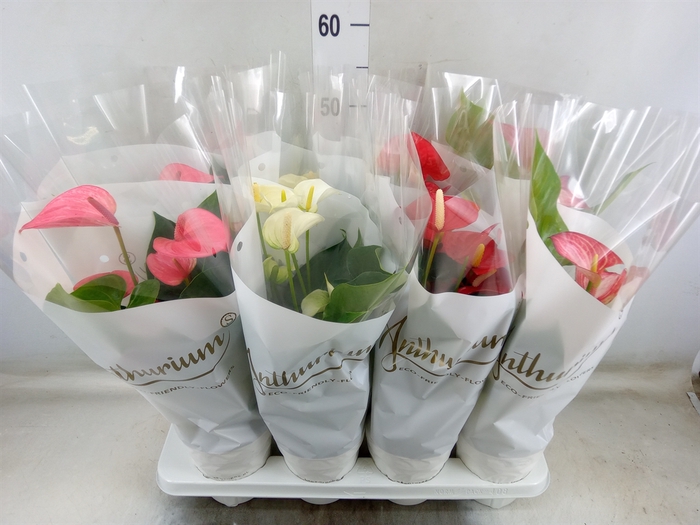 <h4>Anthurium   ...mix 4</h4>