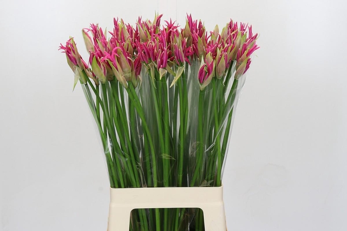 <h4>Nerine Alexandra</h4>