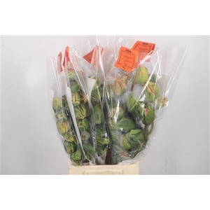 Papaver Mix Super B Per Stem