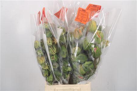 <h4>Papaver Mix Super Per Stem</h4>