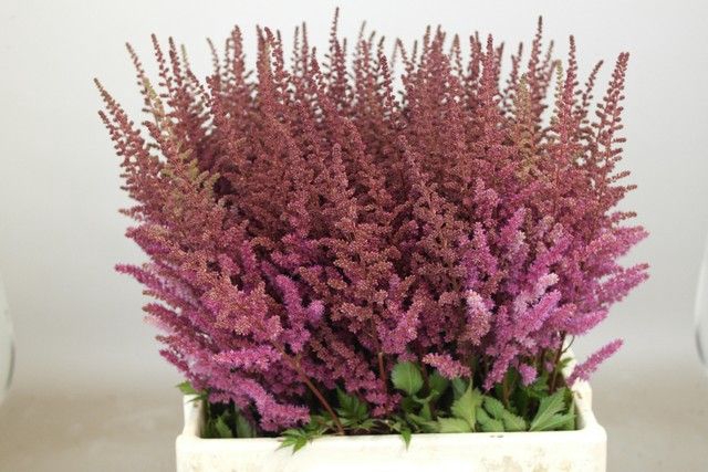 <h4>Astilbe Maggie Daley Rutgrink</h4>