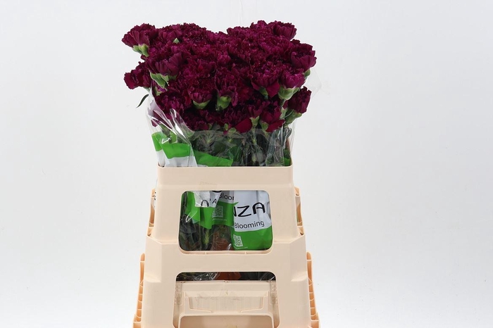 <h4>Dianthus ST 'Golem'</h4>