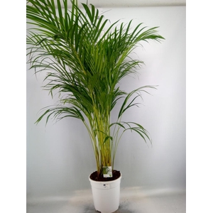 Dypsis lutescens   ...Chrysalidoca