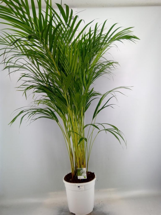 <h4>Dypsis lutescens   ...Chrysalidoca</h4>