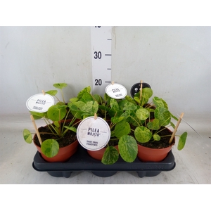Pilea peperomoides