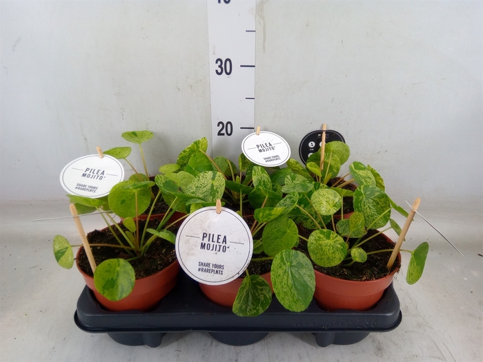 <h4>Pilea peperomoides</h4>