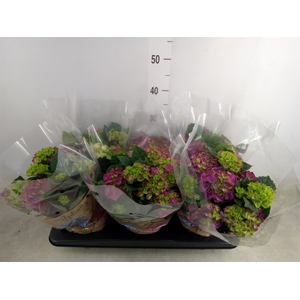 Hydrangea mac. 'Ningbo'
