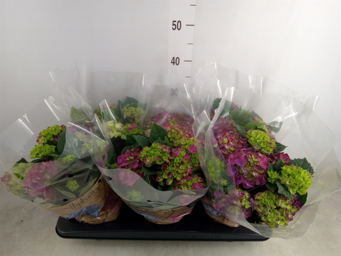 <h4>Hydrangea mac. 'Ningbo'</h4>