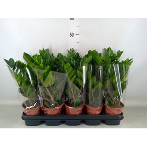 Zamioculcas zamiifolia